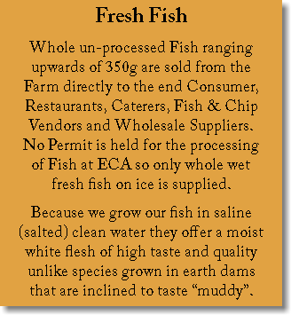 Fresh Fish Whole un-processed Fish ranging upwards of 350g are sold from the Farm directly to the end Consumer, Restaurants, Caterers, Fish & Chip Vendors and Wholesale Suppliers. No Permit is held for the processing of Fish at ECA so only whole wet fresh fish on ice is supplied. Because we grow our fish in saline (salted) clean water they offer a moist white flesh of high taste and quality unlike species grown in earth dams that are inclined to taste “muddy”.
